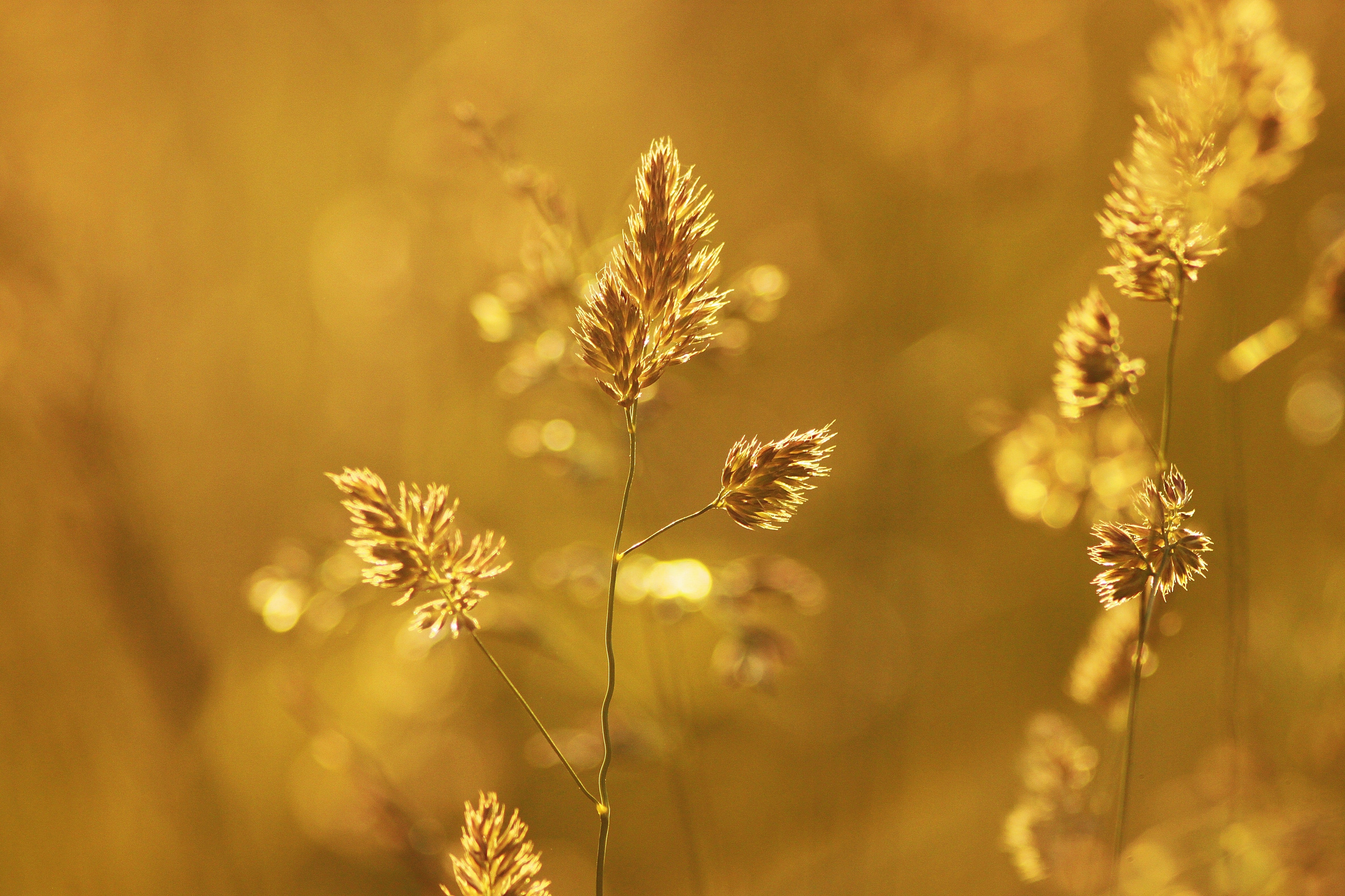 Beautifully blooming fields of wheat