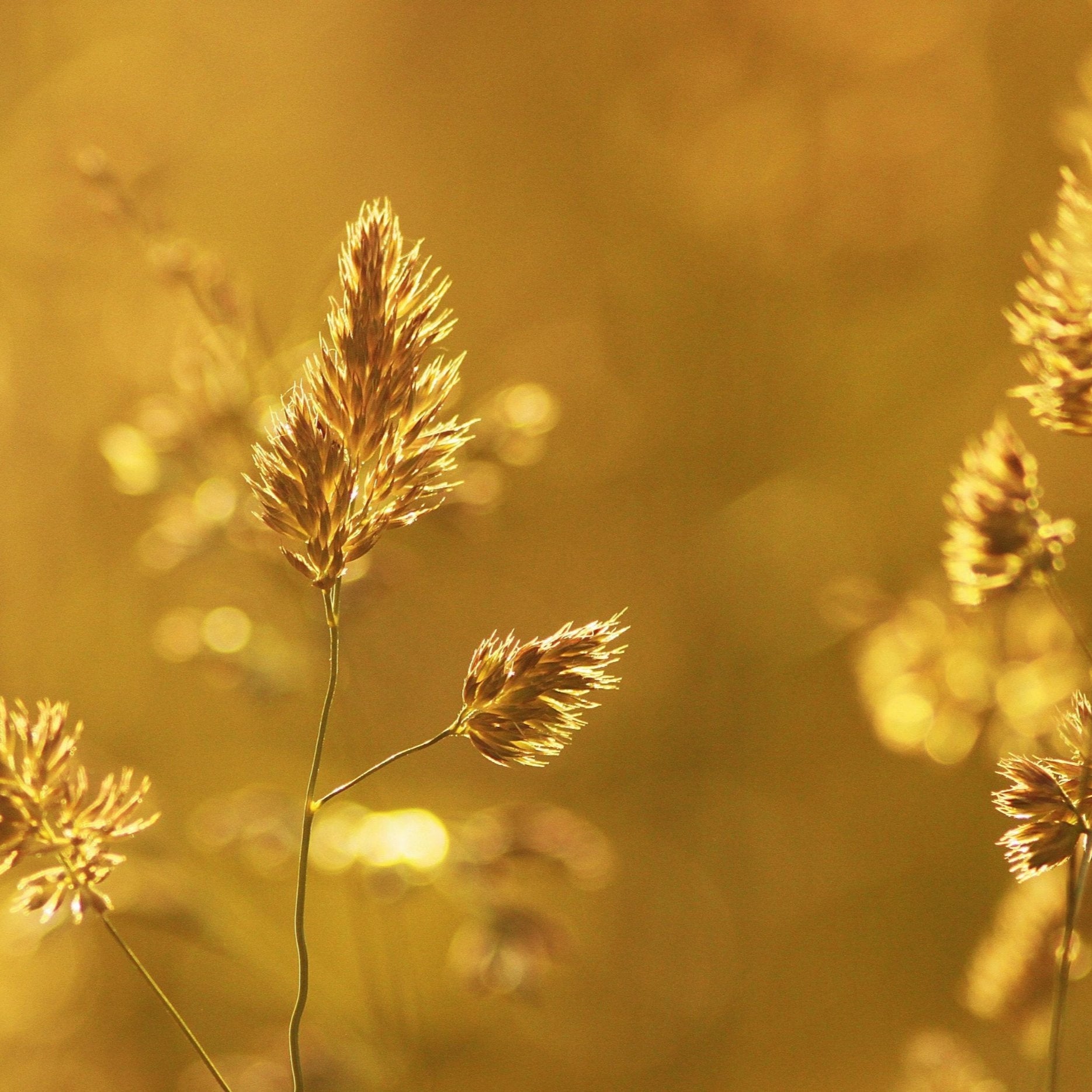 A beautiful field of golden wheat