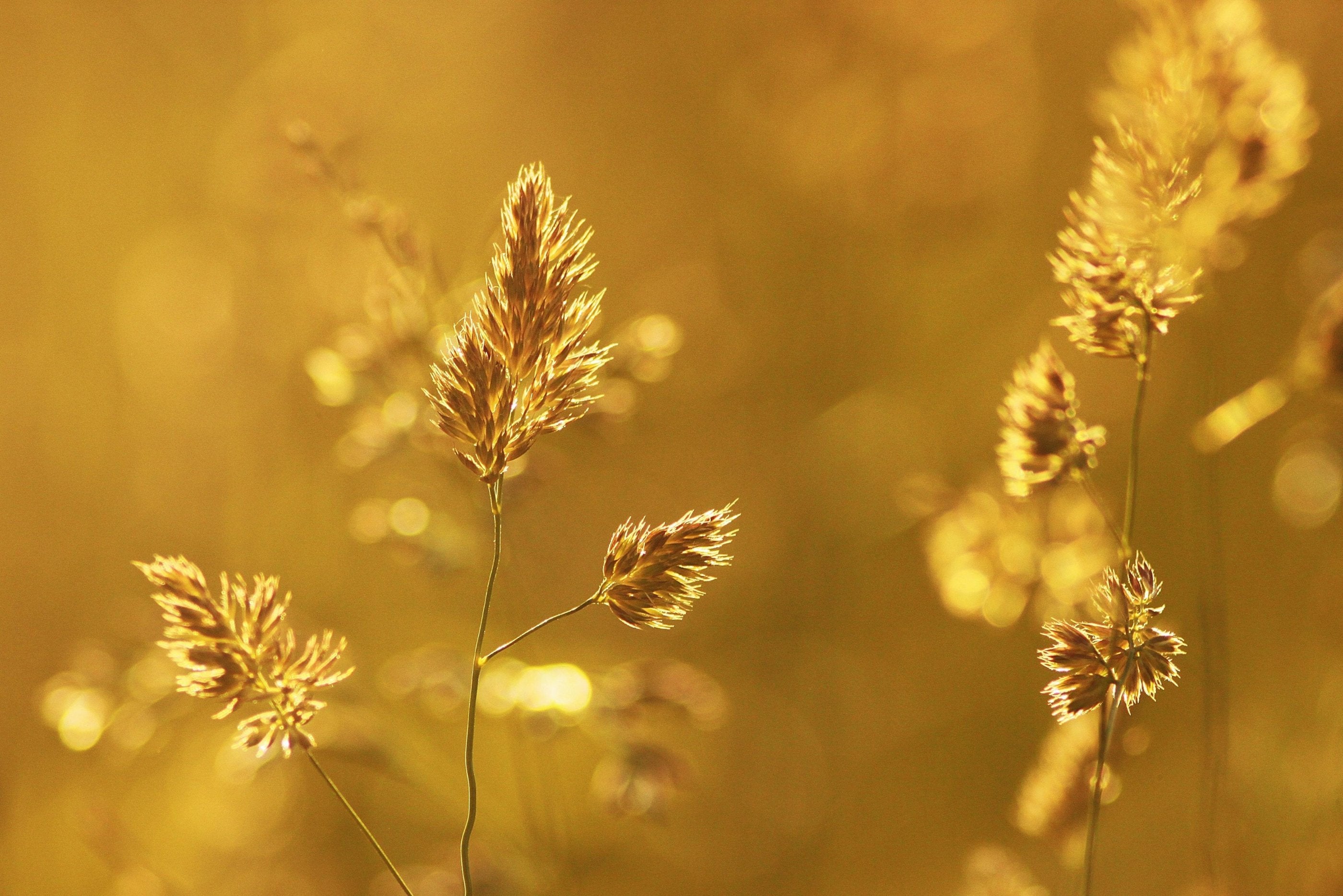 A beautiful field of golden wheat